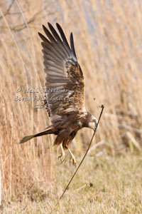 Marsh Harrier by Betty Fold Gallery Hawkshead